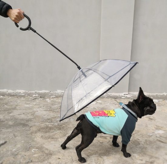 Umbrellas on sale for dogs