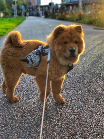 Chow top chow harness