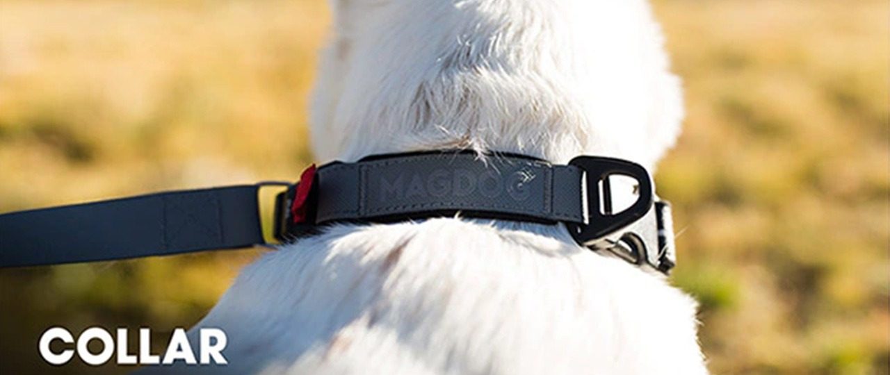 Magnetic dog collar and leash best sale